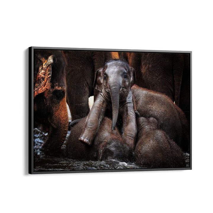 Captivating elephants in water, showcasing wildlife beauty in THE LITTLE PRINCE, PHOTOGRAPHY PRINTS collection.
