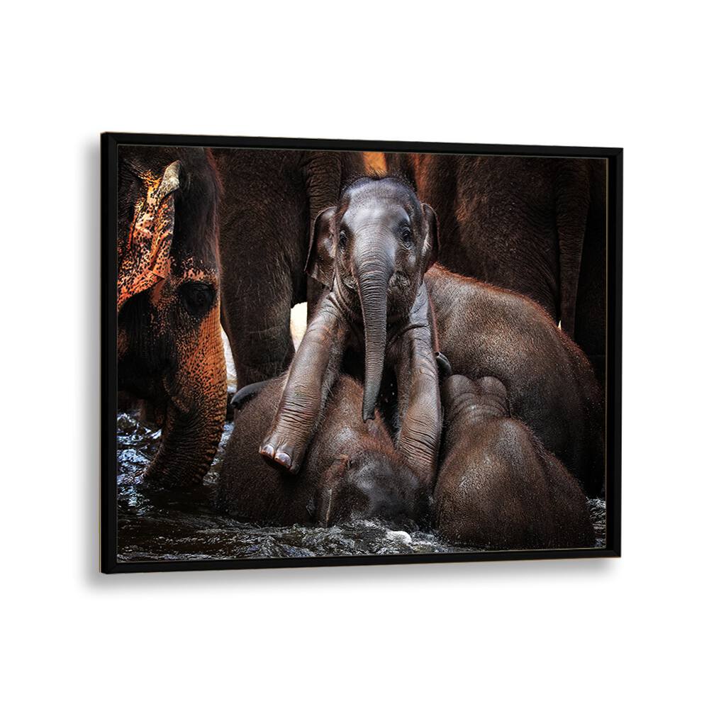 Adorable baby elephant playing among its family, featured in THE LITTLE PRINCE, PHOTOGRAPHY PRINTS collection.