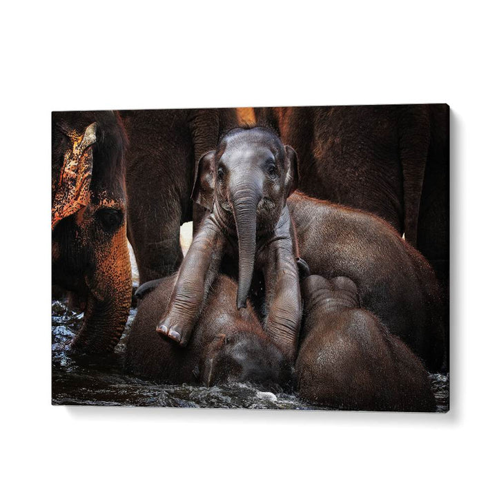 Adorable baby elephants playfully splash in water, featured in THE LITTLE PRINCE, PHOTOGRAPHY PRINTS collection.