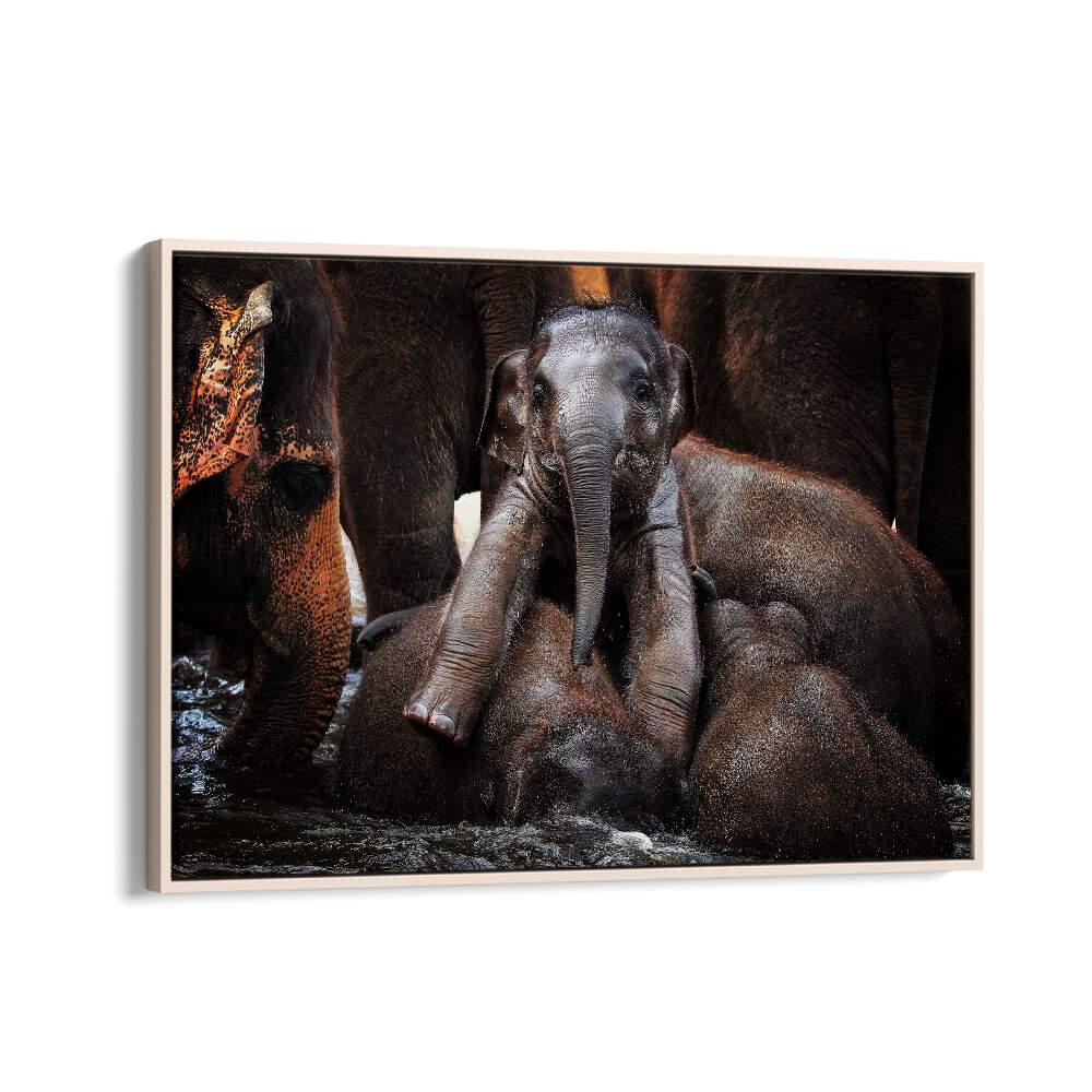 Capture the essence of wildlife with THE LITTLE PRINCE, PHOTOGRAPHY PRINTS featuring playful elephants in water.