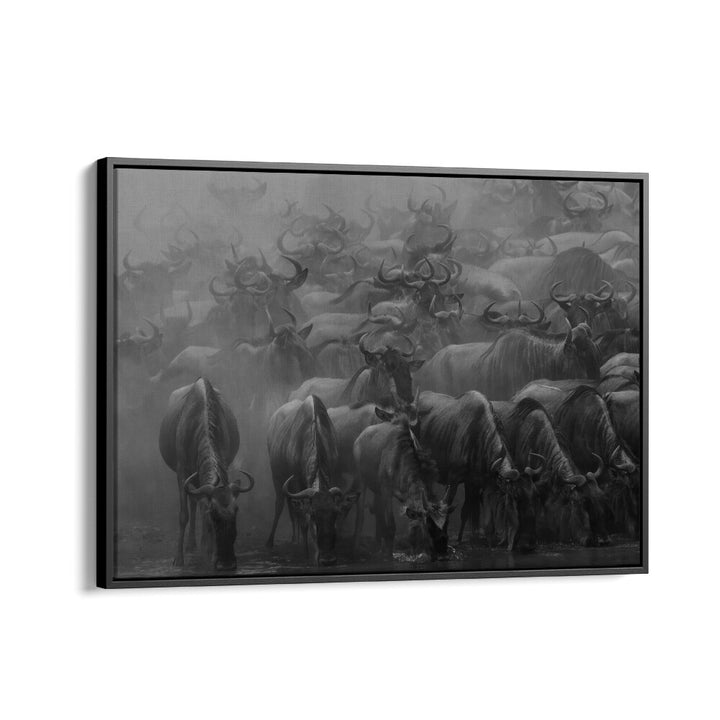 Stunning black and white capture of wildebeests, showcasing "THE GREAT MIGRATION, PHOTOGRAPHY PRINTS" collection.