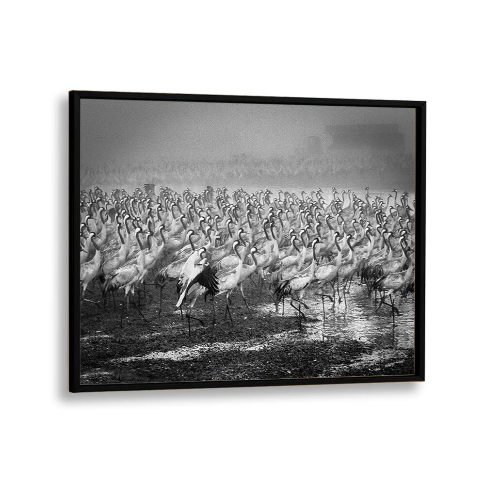 Elegant black and white BIRD CITY, PHOTOGRAPHY PRINTS featuring a captivating flock of cranes in motion.