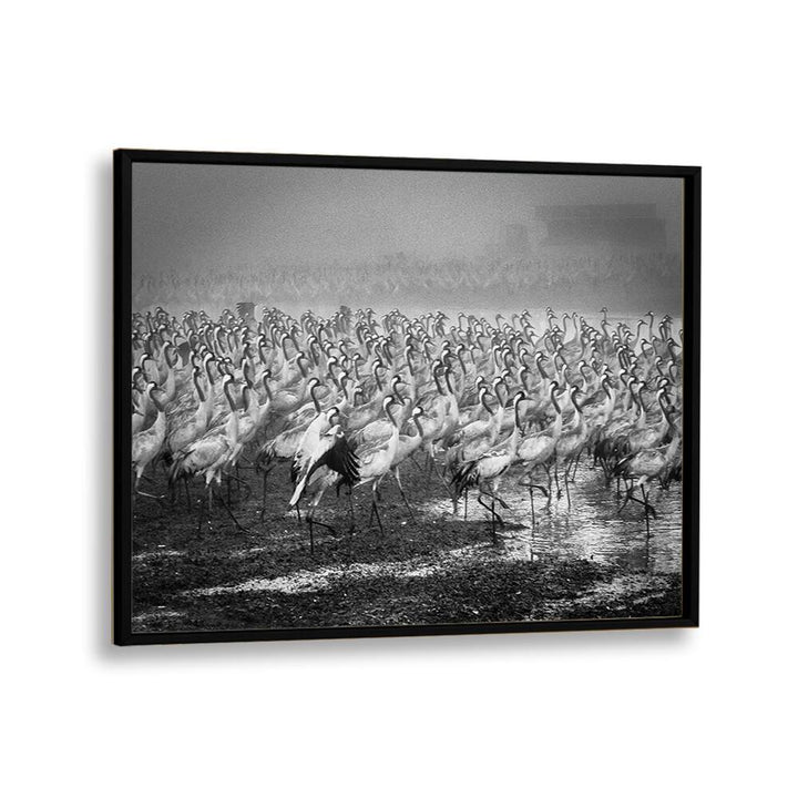 Elegant black and white BIRD CITY, PHOTOGRAPHY PRINTS featuring a captivating flock of cranes in motion.