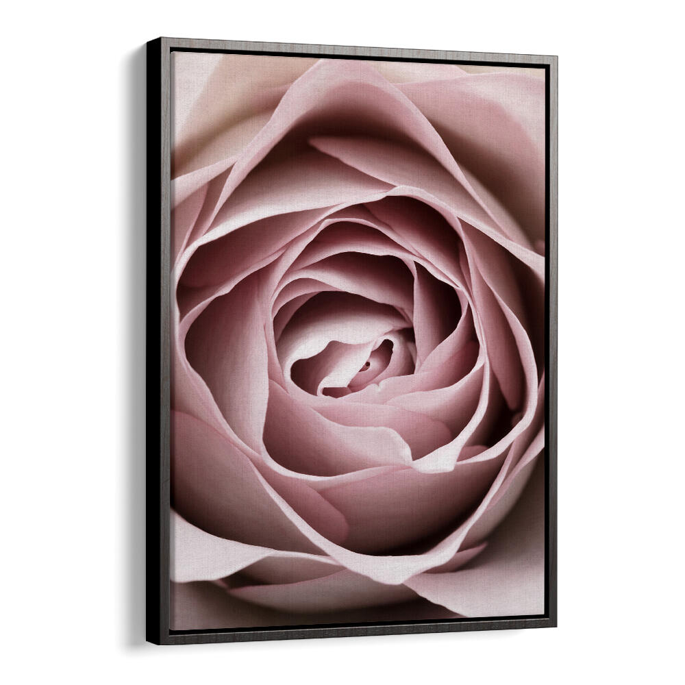 Stunning PINK ROSE NO IV, FLORAL FLOWER PAINTINGS to enhance your living space with elegant floral beauty.
