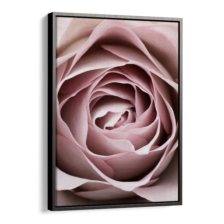 Stunning PINK ROSE NO IV, FLORAL FLOWER PAINTINGS to enhance your living space with elegant floral beauty.