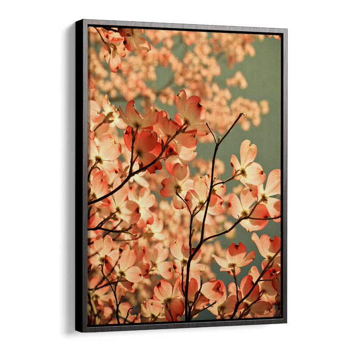 BLOSSOMS AFLOAT , FLORAL FLOWER PAINTINGS