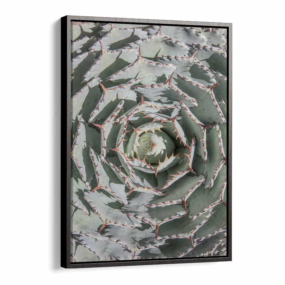 BLACKFLOATER SPIRAL SUCCULENT MAZE , FLORAL FLOWER PAINTINGS — framed close-up spiral agave with muted green spiny leaves