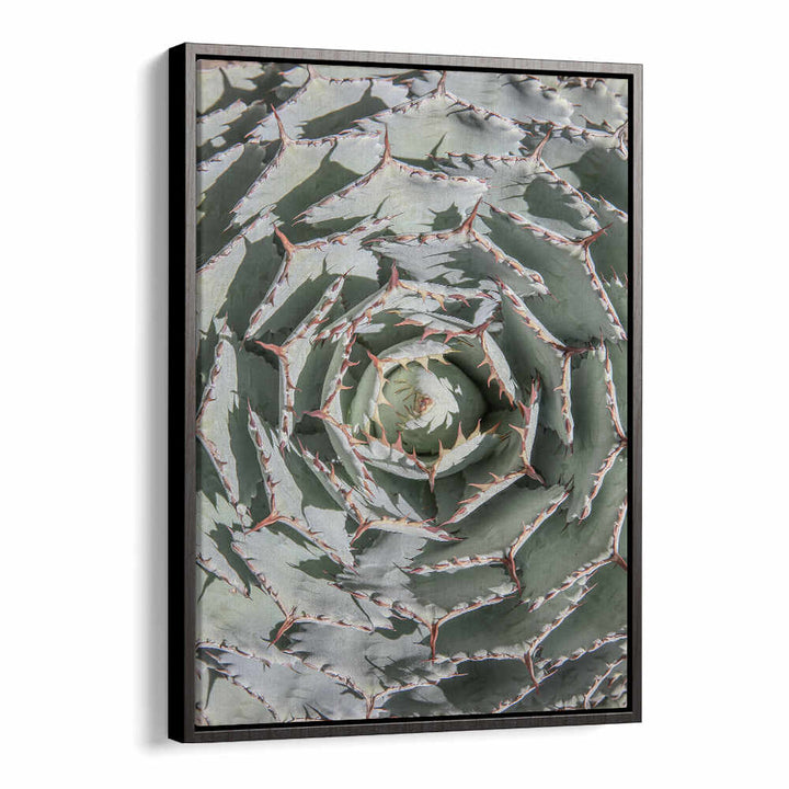 BLACKFLOATER SPIRAL SUCCULENT MAZE , FLORAL FLOWER PAINTINGS — framed close-up spiral agave with muted green spiny leaves