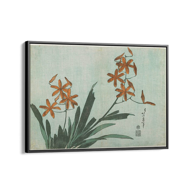 BLACKBERRY LILY , VINTAGE PAINTINGS