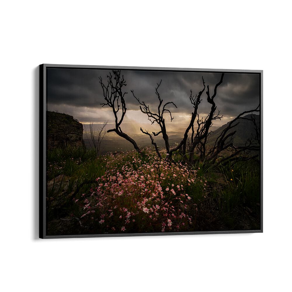 Stunning ACTINOTUS FORSYTHII, PHOTOGRAPHY PRINTS showcasing the beauty of Australian flora against a dramatic backdrop.