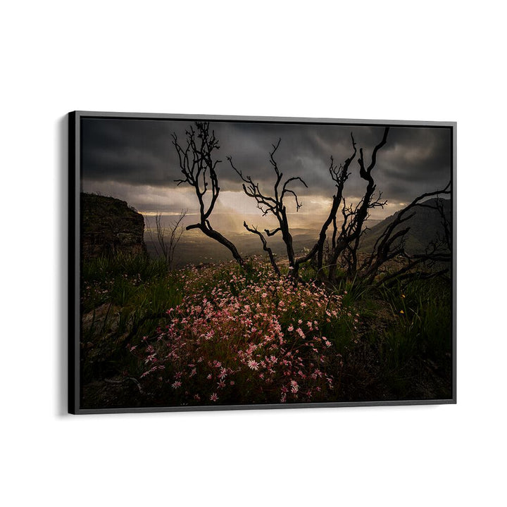 Stunning ACTINOTUS FORSYTHII, PHOTOGRAPHY PRINTS showcasing the beauty of Australian flora against a dramatic backdrop.