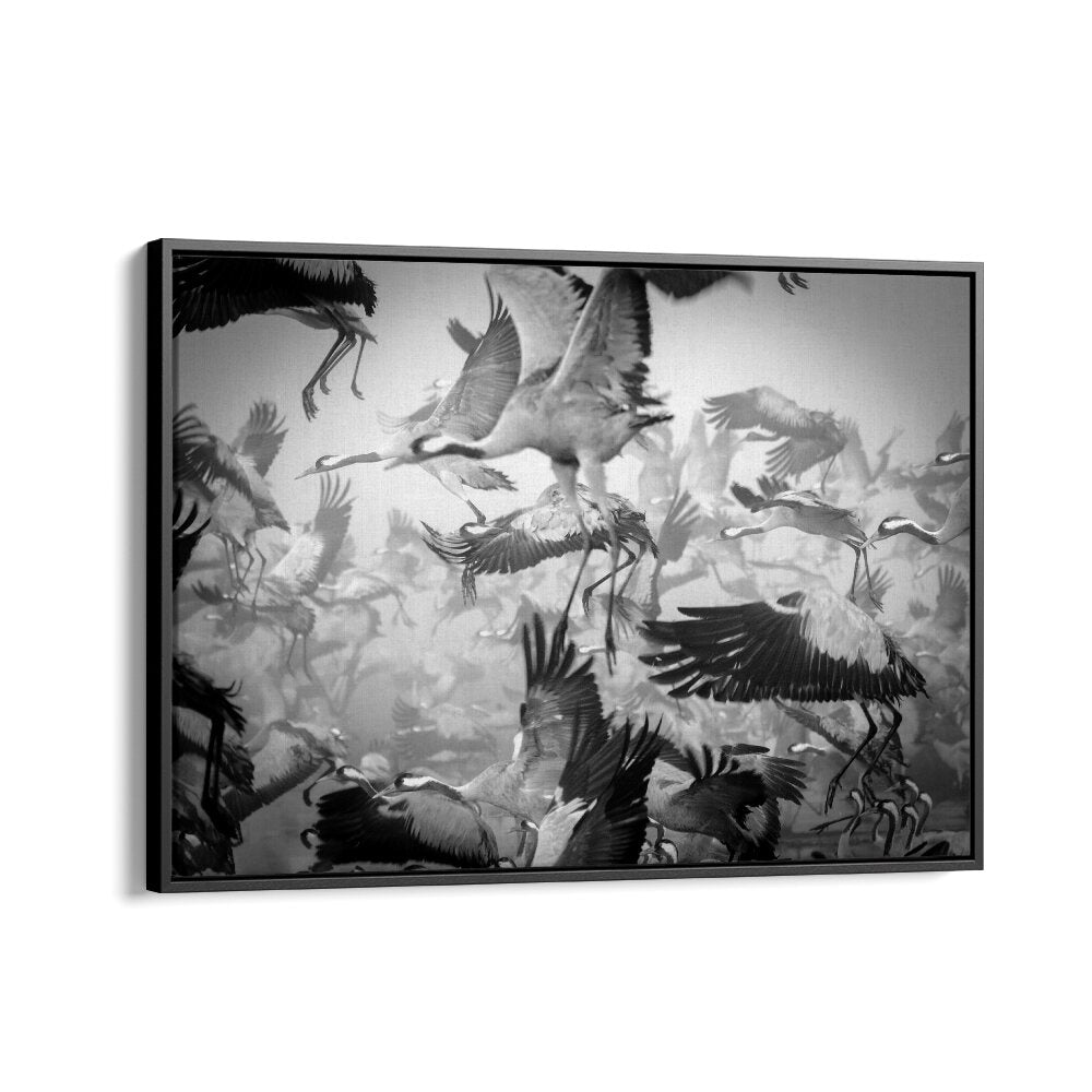 Dynamic scene of birds in flight representing CHAOS, PHOTOGRAPHY PRINTS that capture energy and movement.