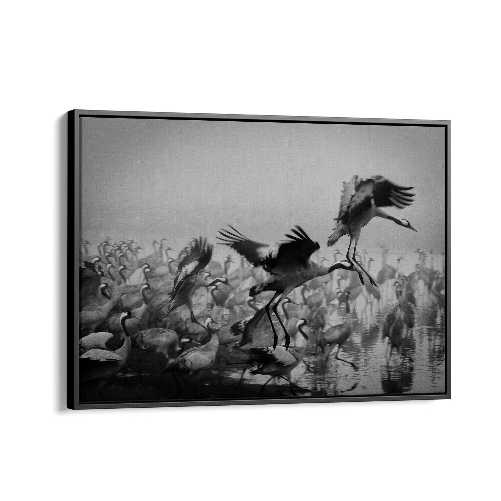 Stunning TRIO, PHOTOGRAPHY PRINTS showcasing dynamic action and fine art photography of cranes in motion.
