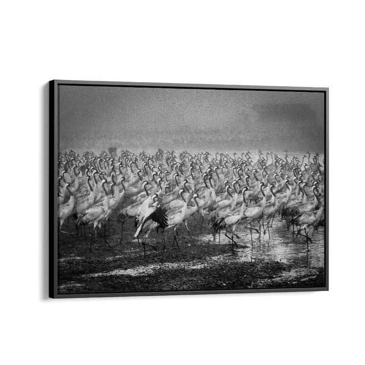 BIRD CITY, PHOTOGRAPHY PRINTS showcase a stunning display of cranes in a captivating black and white scene.