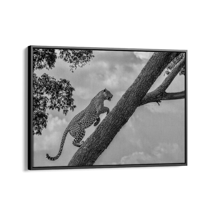 Leopard climbing a tree in stunning black and white from the CLIMB UP, PHOTOGRAPHY PRINTS collection.