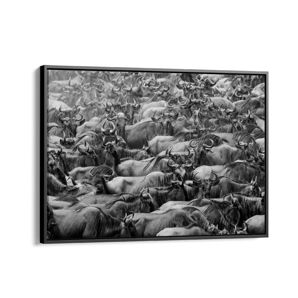Stunning WILDBEEST, PHOTOGRAPHY PRINTS showcasing a dynamic herd in a captivating black-and-white design.