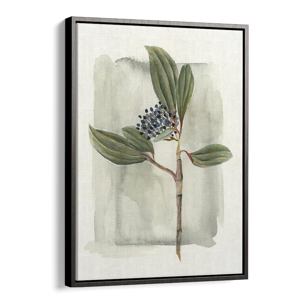 VIBURNUM DAVIDII showcases elegant leaves and delicate flowers, perfect for enhancing any garden landscape.