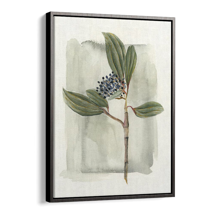 VIBURNUM DAVIDII showcases elegant leaves and delicate flowers, perfect for enhancing any garden landscape.