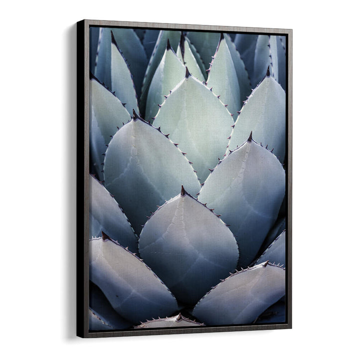 AGAVE GEOMETRY , FLORAL FLOWER PAINTINGS succulent agave close-up framed Black Floater botanical wall art