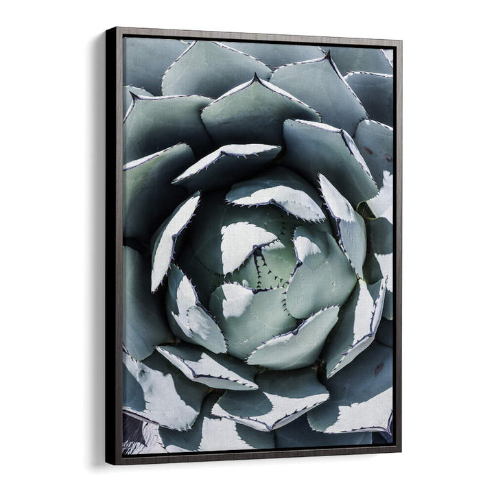 AGAVE SPIRAL DANCE , FLORAL FLOWER PAINTINGS succulent close-up wall art in Black Floater frame