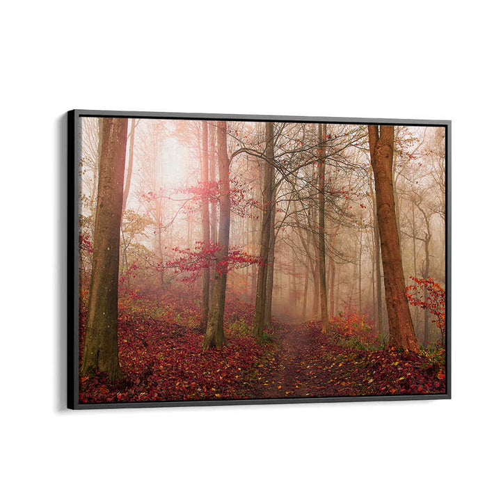 FOREST SCENE. , PHOTOGRAPHY PRINTS