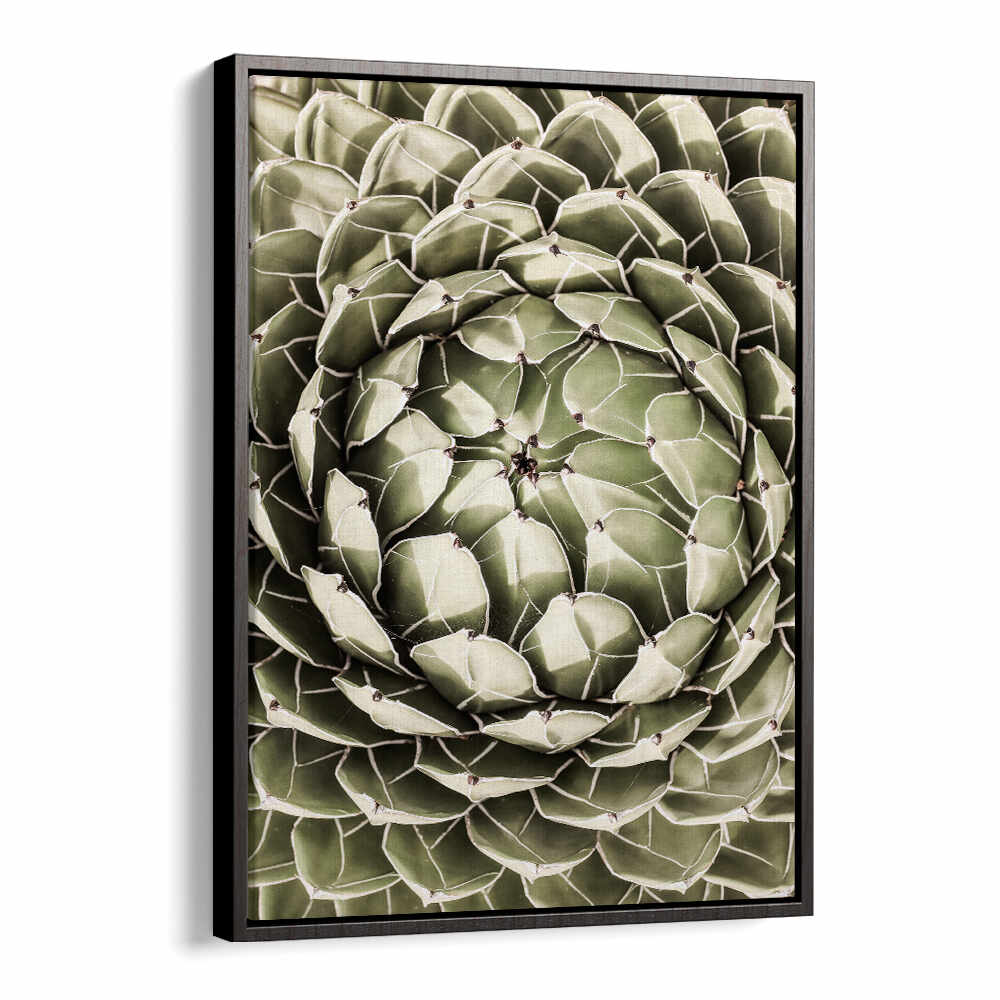 GEOMETRIC SUCCULENT , FLORAL FLOWER PAINTINGS black floater framed wall art showing close-up green succulent spiral