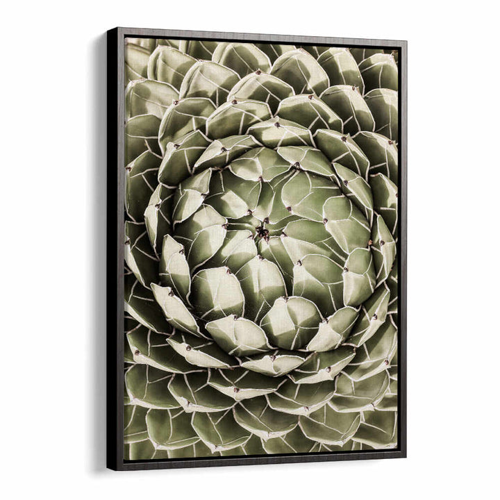 GEOMETRIC SUCCULENT , FLORAL FLOWER PAINTINGS black floater framed wall art showing close-up green succulent spiral