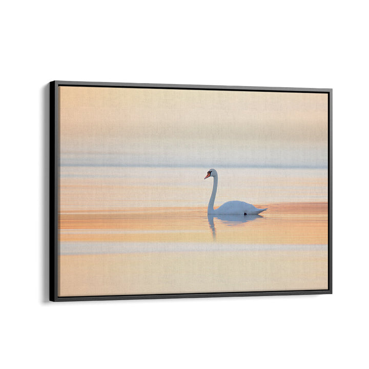 SWAN , PHOTOGRAPHY PRINTS