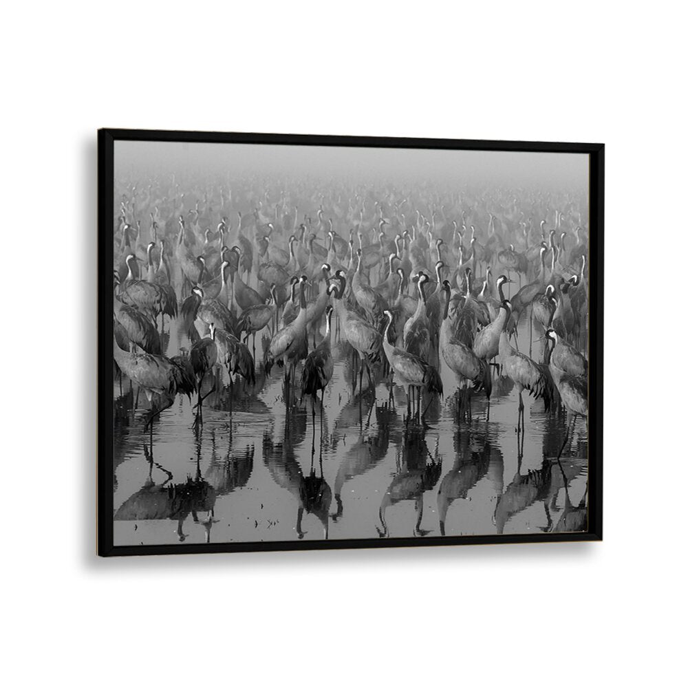 Elegant black-framed CROSSPOINT, PHOTOGRAPHY PRINTS featuring a stunning display of cranes in serene motion.