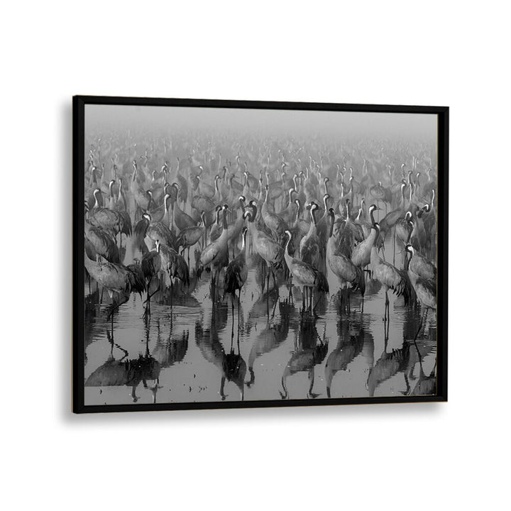 Elegant black-framed CROSSPOINT, PHOTOGRAPHY PRINTS featuring a stunning display of cranes in serene motion.