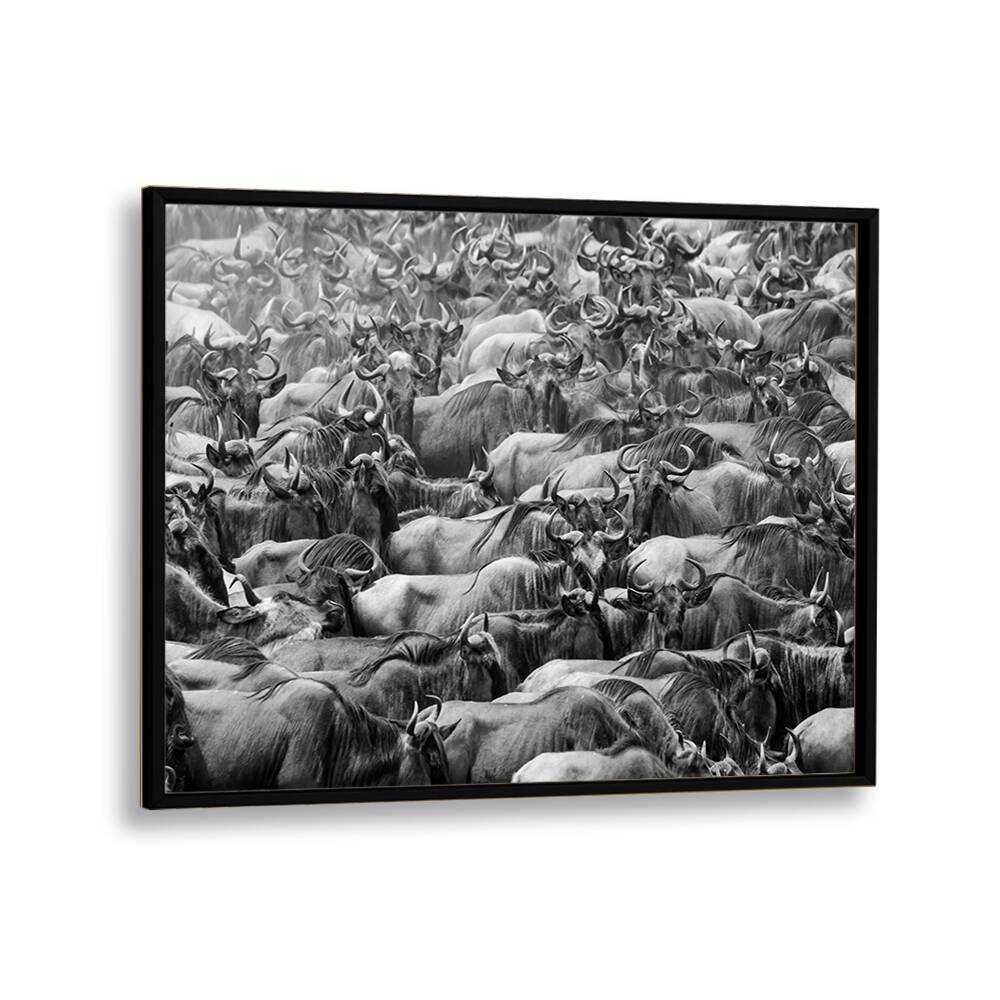 Stunning WILDBEEST, PHOTOGRAPHY PRINTS showcasing a dramatic black and white scene of wildebeests in motion.