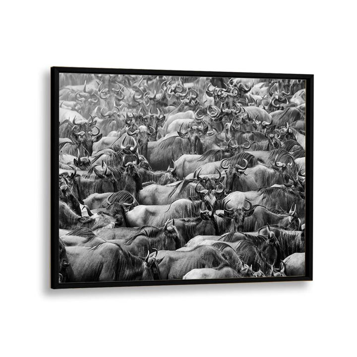 Stunning WILDBEEST, PHOTOGRAPHY PRINTS showcasing a dramatic black and white scene of wildebeests in motion.