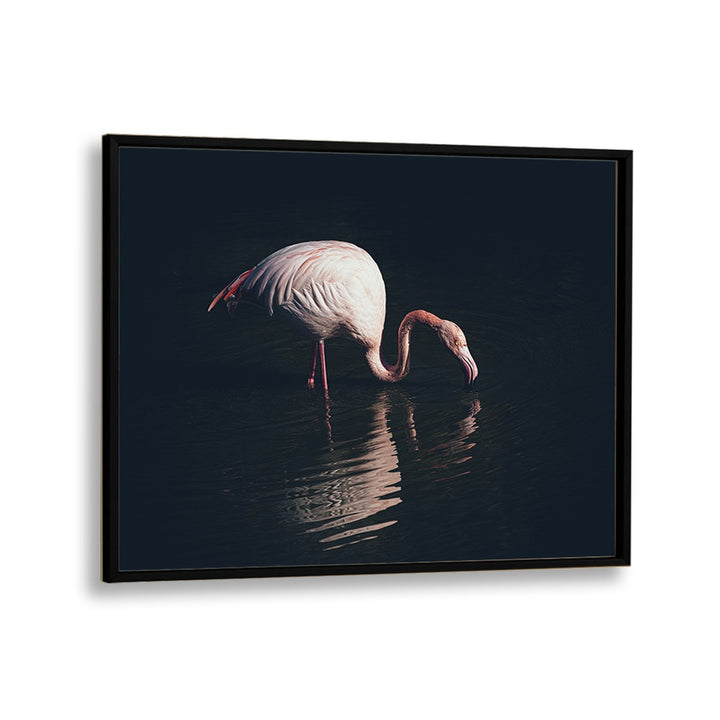Elegant ENLIGHTED FLAMINGO, PHOTOGRAPHY PRINTS capture a flamingo wading in calm waters, perfect for any art lover.