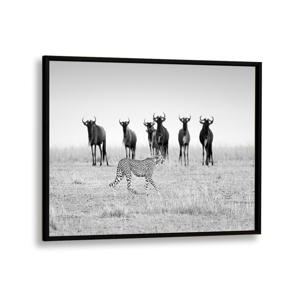 Stunning black and white MUTUAL WATCHING, PHOTOGRAPHY PRINTS featuring a cheetah and wildebeests in a serene landscape.