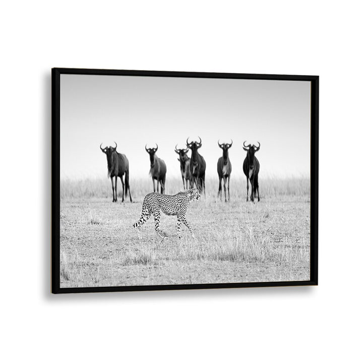 Stunning black and white MUTUAL WATCHING, PHOTOGRAPHY PRINTS featuring a cheetah and wildebeests in a serene landscape.