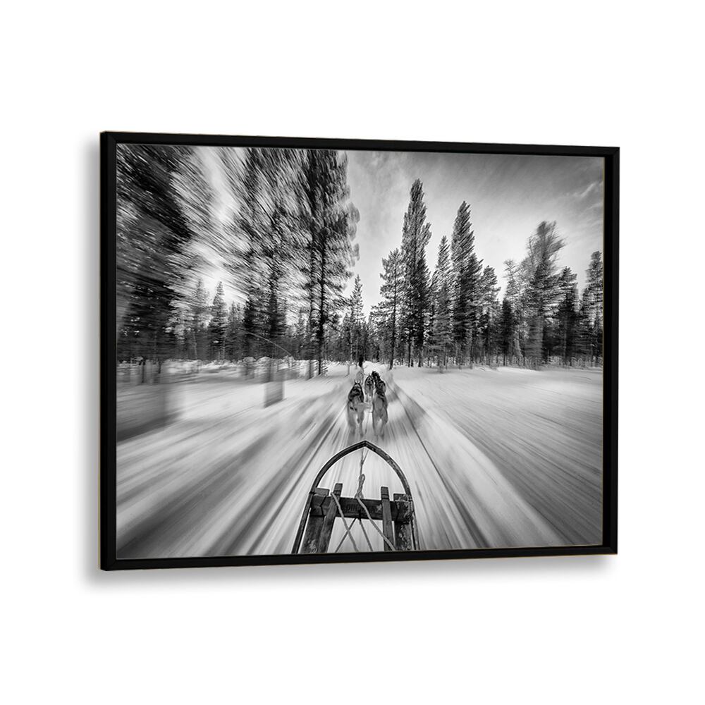 Thrilling dogsledding scene captured in stunning black and white, perfect for DOGSLEDDING, PHOTOGRAPHY PRINTS collection.