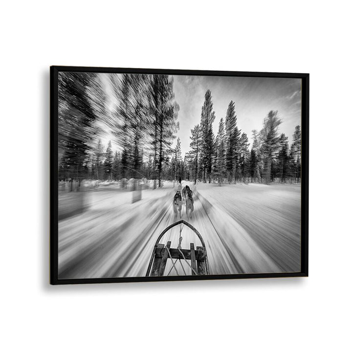 Thrilling dogsledding scene captured in stunning black and white, perfect for DOGSLEDDING, PHOTOGRAPHY PRINTS collection.