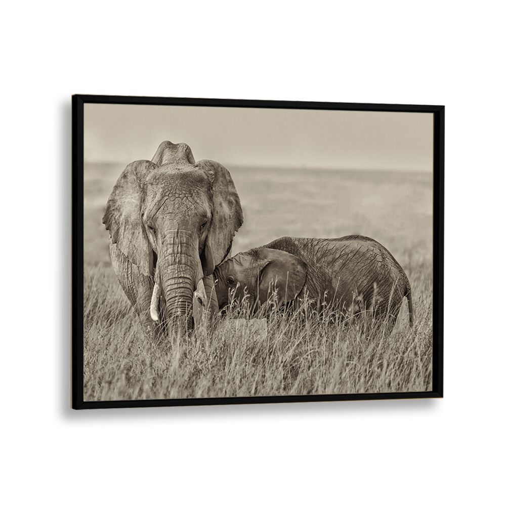Elegant snuggling wildlife photography prints featuring a tender moment between elephants in serene nature.