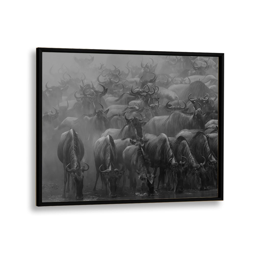 Stunning black and white photography prints capturing THE GREAT MIGRATION, showcasing nature's majestic wildlife.