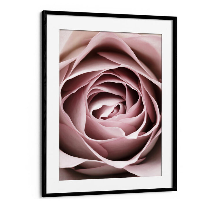 Delicate pink rose in a frame, showcasing PINK ROSE NO IV, FLORAL FLOWER PAINTINGS for elegant home decor.