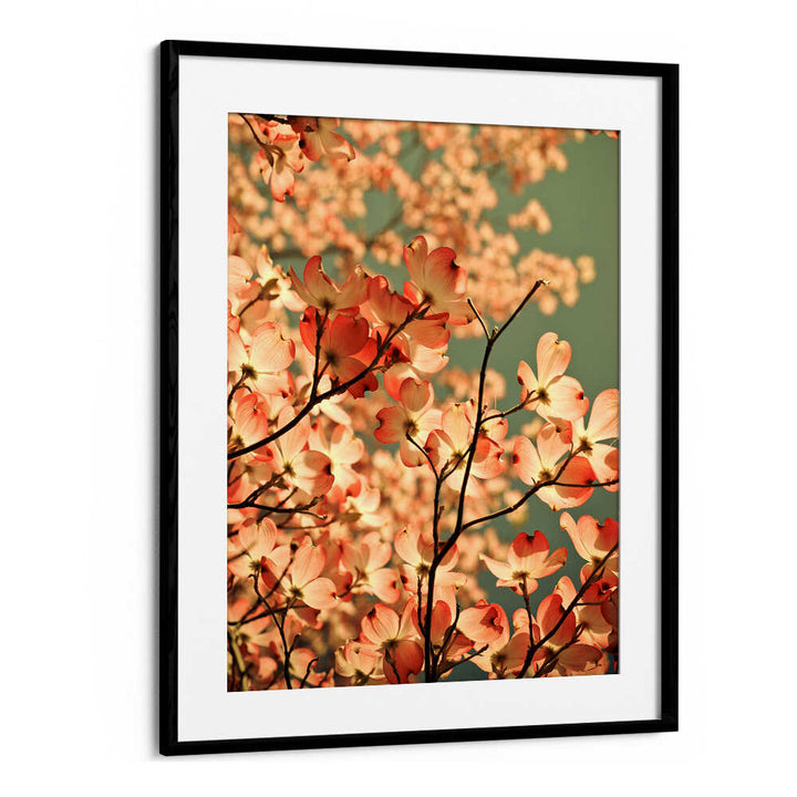 BLOSSOMS AFLOAT , FLORAL FLOWER PAINTINGS