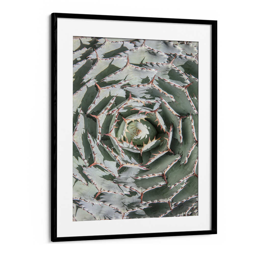 BLACKMOUNT SPIRAL SUCCULENT MAZE , FLORAL FLOWER PAINTINGS framed botanical spiral succulent with pale green jagged leaves