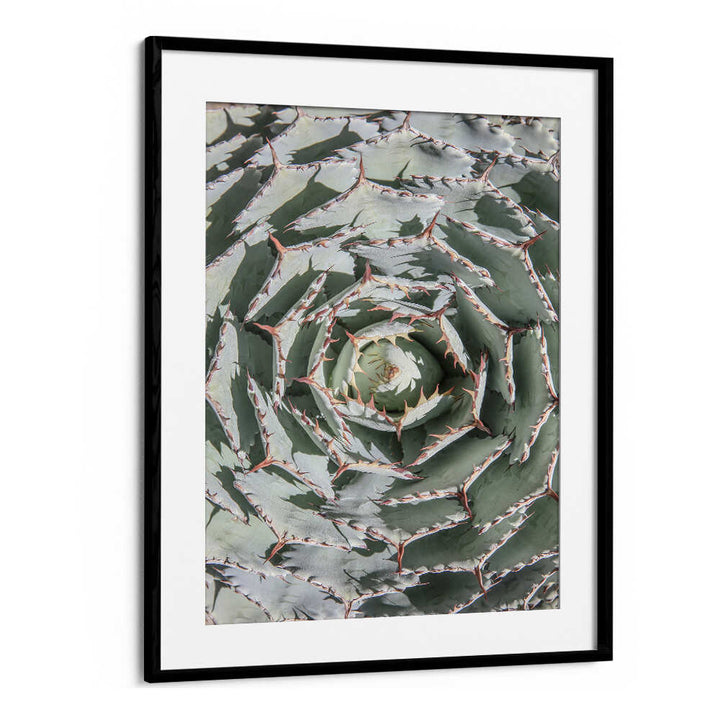 BLACKMOUNT SPIRAL SUCCULENT MAZE , FLORAL FLOWER PAINTINGS framed botanical spiral succulent with pale green jagged leaves