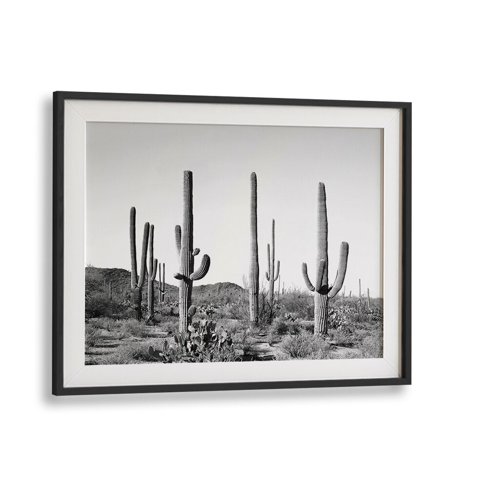 Black and white artwork featuring tall cacti in the GREY CACTUS LAND, COWBOY collection, perfect for modern decor.