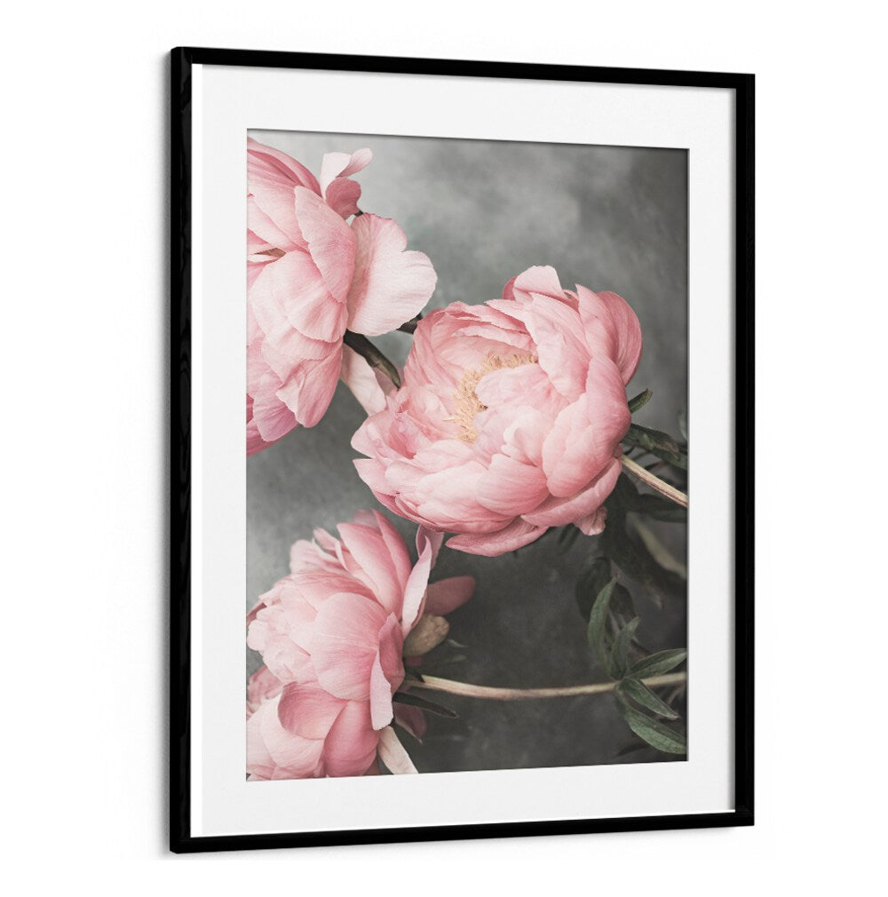 Elegant ROSE II, FLORAL FLOWER PAINTINGS featuring soft pink peonies in a stylish black frame, perfect for any decor.