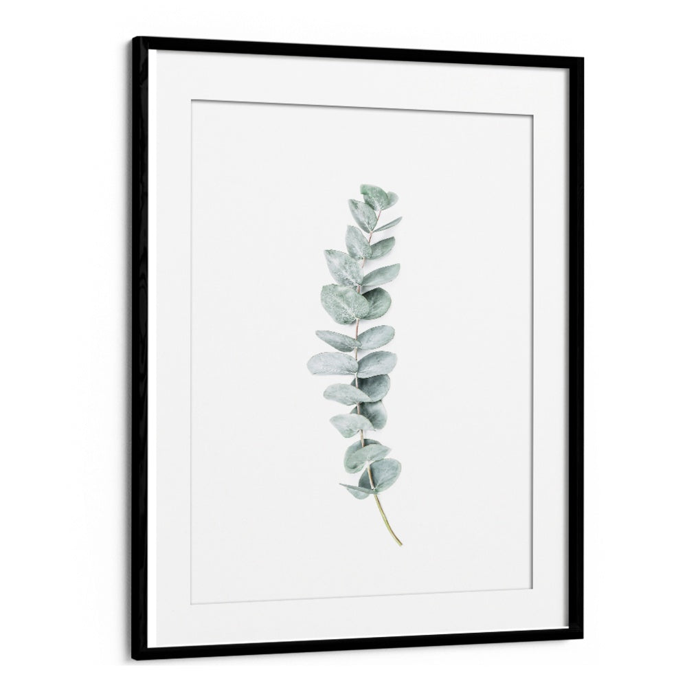 EUCALYPTUS II, FLORAL FLOWER PAINTINGS showcase elegant eucalyptus leaves, perfect for a refreshing home atmosphere.