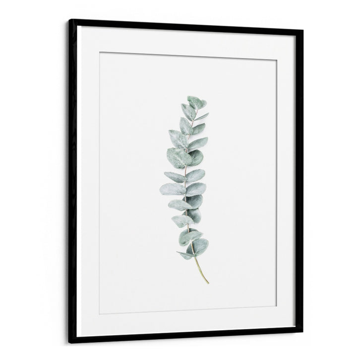 EUCALYPTUS II, FLORAL FLOWER PAINTINGS showcase elegant eucalyptus leaves, perfect for a refreshing home atmosphere.