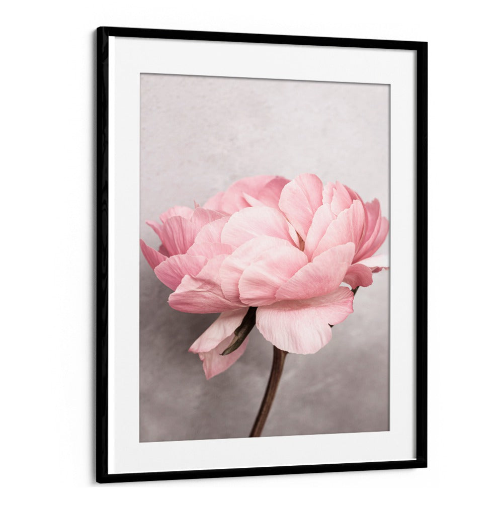 Stunning PEONY, FLORAL FLOWER PAINTINGS showcase vibrant blooms that enhance any space with enchanting beauty.
