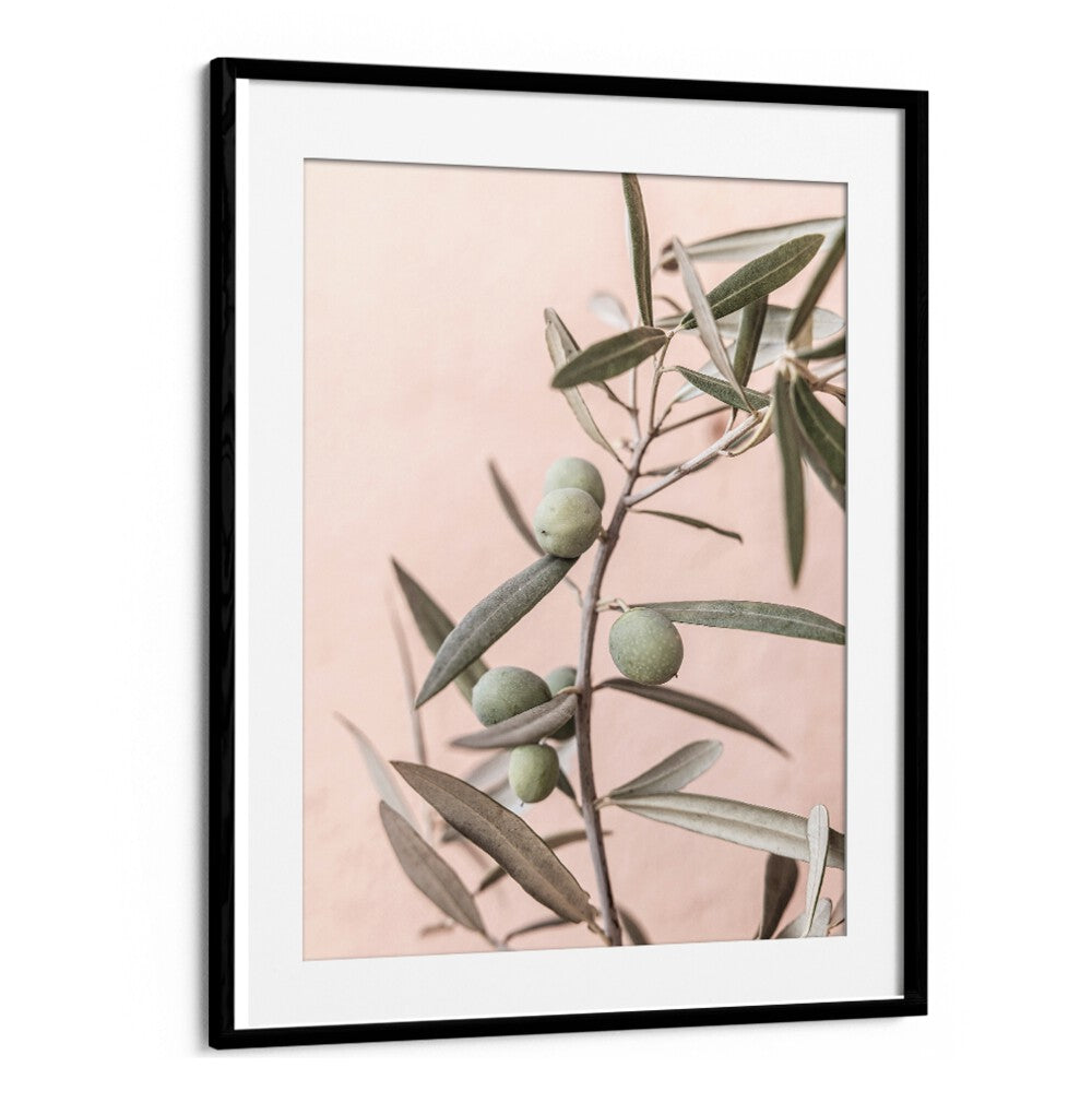 Elegant OLIVES, FLORAL FLOWER PAINTINGS showcase handpicked olives against a soft pink backdrop, enhancing any decor.