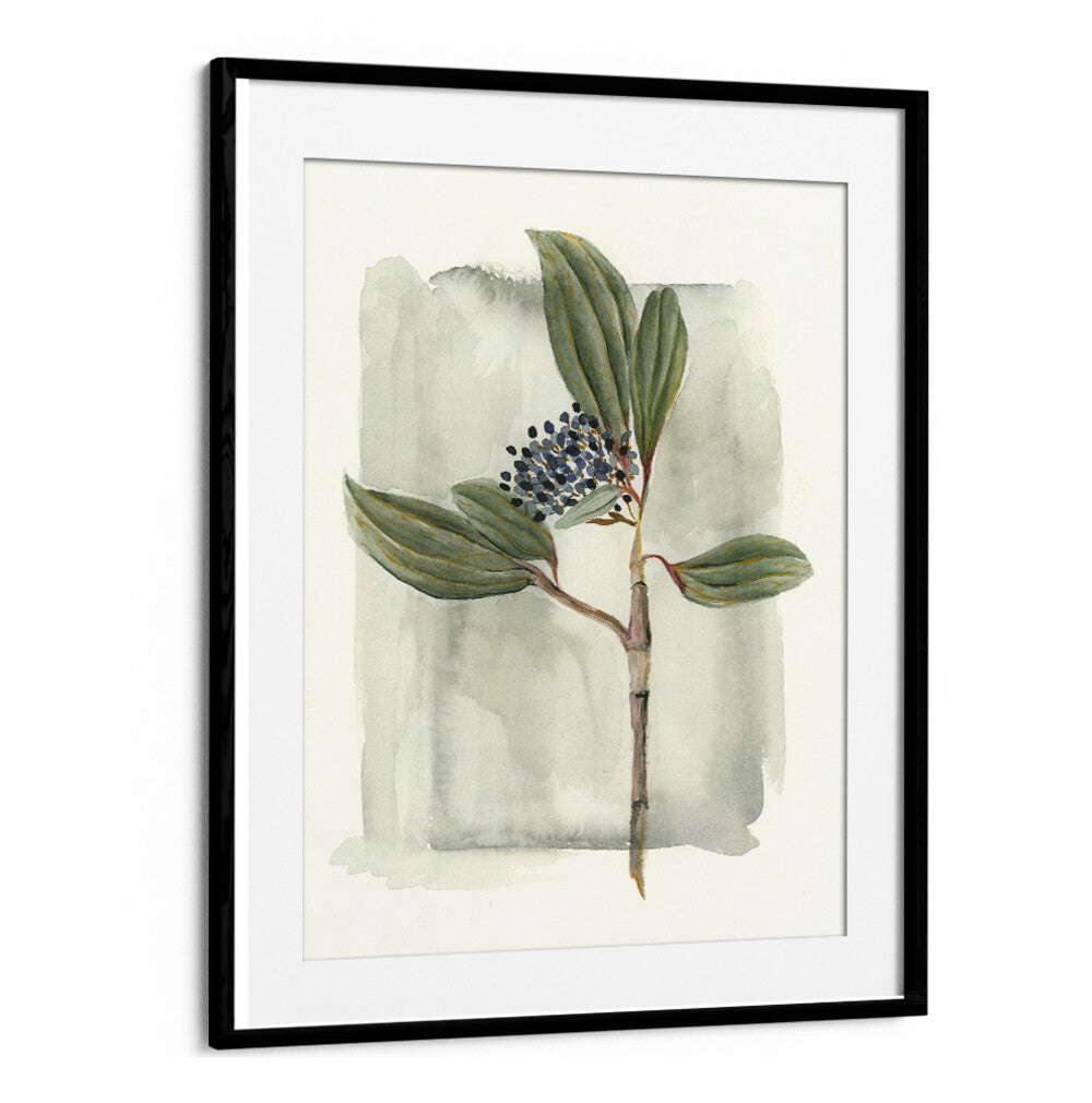 VIBURNUM DAVIDII showcases lush leaves and delicate flowers, perfect for enhancing your garden’s beauty.